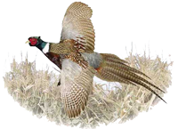 pheasant_small